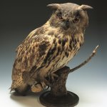 Il Gufo reale di Capodimonte